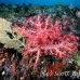 coral_soft_ni_h_0705_png1596.jpg